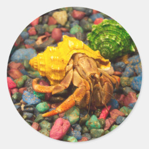 Hermit Crab Stickers 01