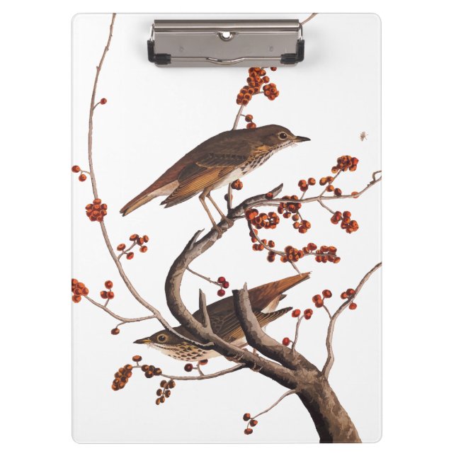 Hermit Thrush Audubon Bird with Red Berries Clipboard (Front)