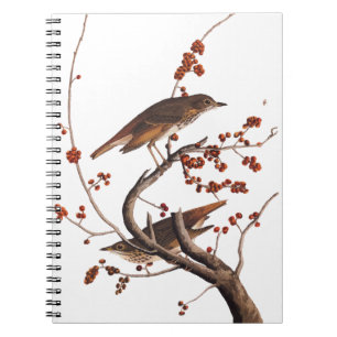 Hermit Thrush Audubon Bird with Red Berries Notebook