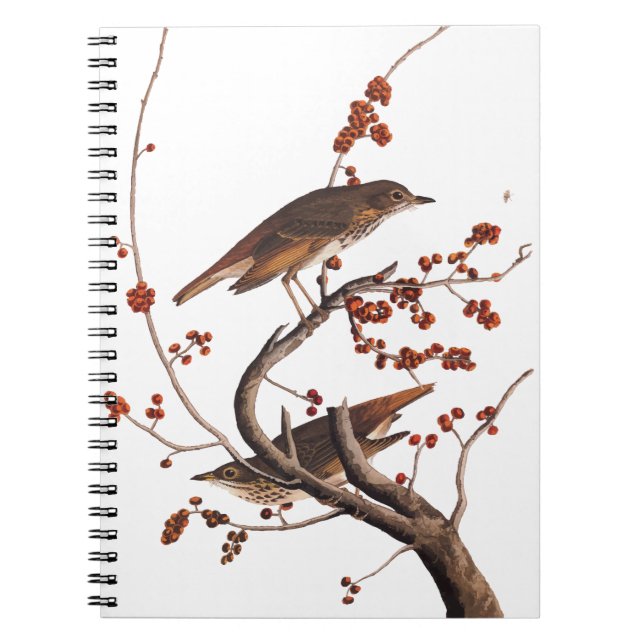 Hermit Thrush Audubon Bird with Red Berries Notebook (Front)