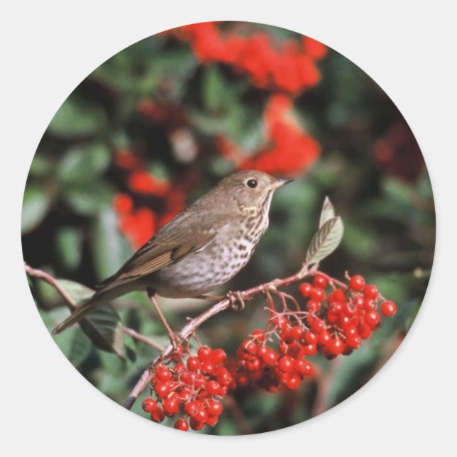 Hermit Thrush Classic Round Sticker (Front)