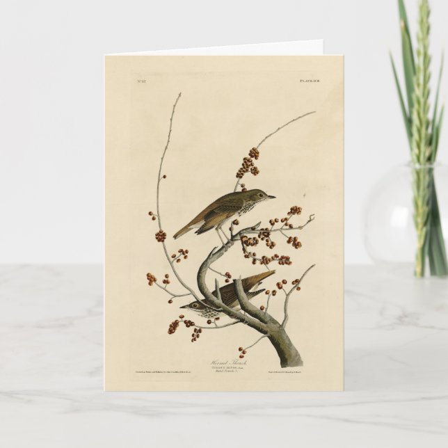 Hermit Thrush from Audubon's Birds of America Card (Front)