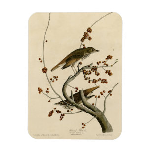 Hermit Thrush from Audubon's Birds of America Magnet