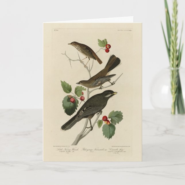 Hermit Thrush, Grey Jay Audubon's Birds of America Card (Front)