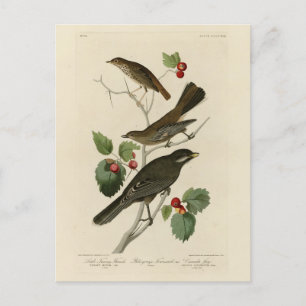 Hermit Thrush, Grey Jay Audubon's Birds of America Postcard