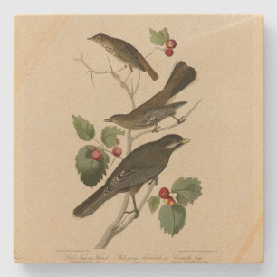 Hermit Thrush, Grey Jay Audubon's Birds of America Stone Coaster