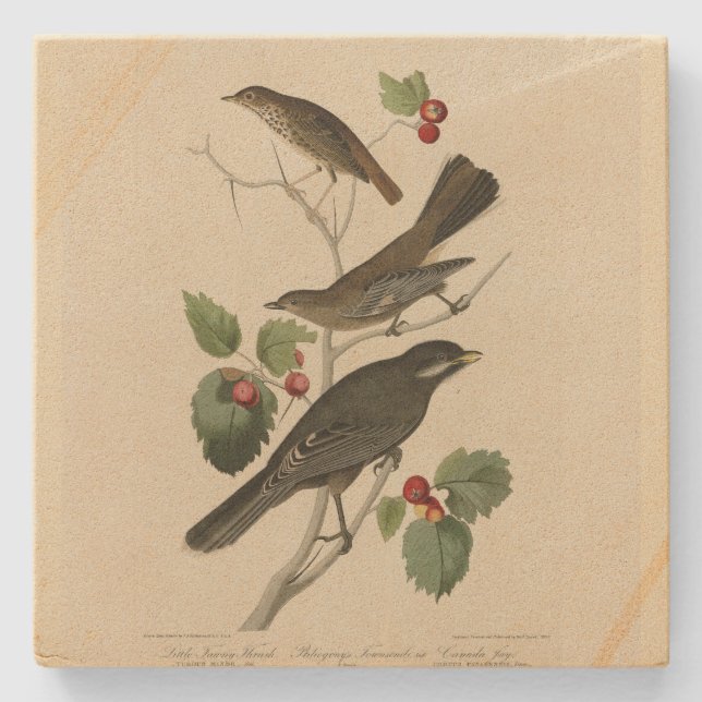 Hermit Thrush, Grey Jay Audubon's Birds of America Stone Coaster (Front)