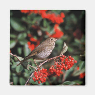 Hermit Thrush Magnet