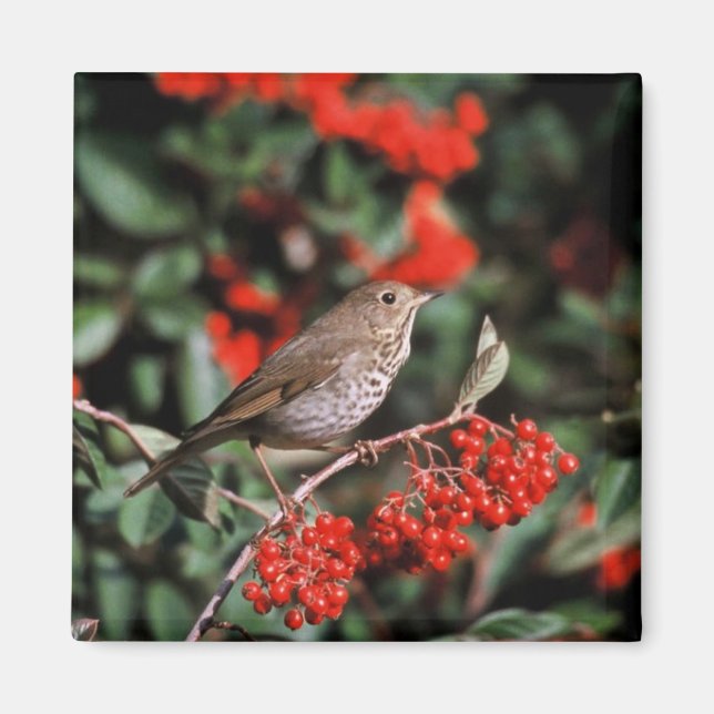 Hermit Thrush Magnet (Front)