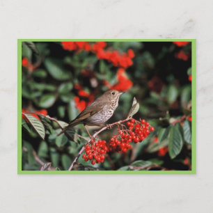 Hermit Thrush Postcard