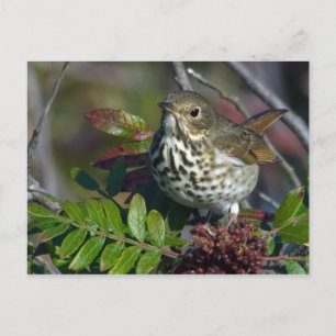 Hermit Thrush Postcard