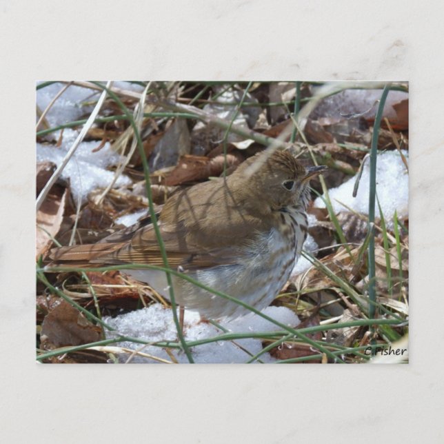 Hermit Thrush Postcard (Front)