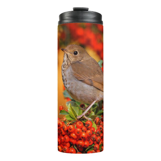 Hermit Thrush Songbird on Scarlet Firethorn Thermal Tumbler (Front)