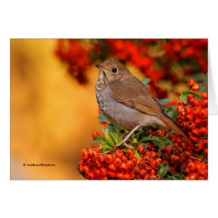 Hermit Thrush Songbird on the Scarlet Firethorn
