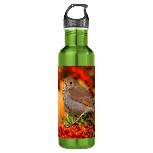 Hermit Thrush Songbird on the Scarlet Firethorn 710 Ml Water Bottle (Front)