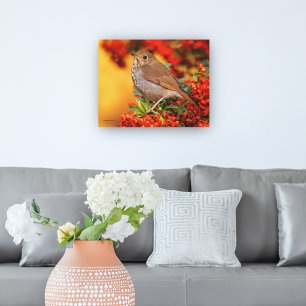 Hermit Thrush Songbird on the Scarlet Firethorn Canvas Print
