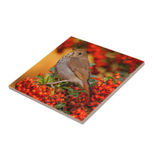 Hermit Thrush Songbird on the Scarlet Firethorn Ceramic Tile