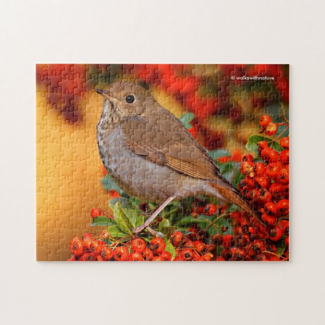 Hermit Thrush Songbird on the Scarlet Firethorn Jigsaw Puzzle (Horizontal)