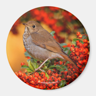 Hermit Thrush Songbird on the Scarlet Firethorn Magnet