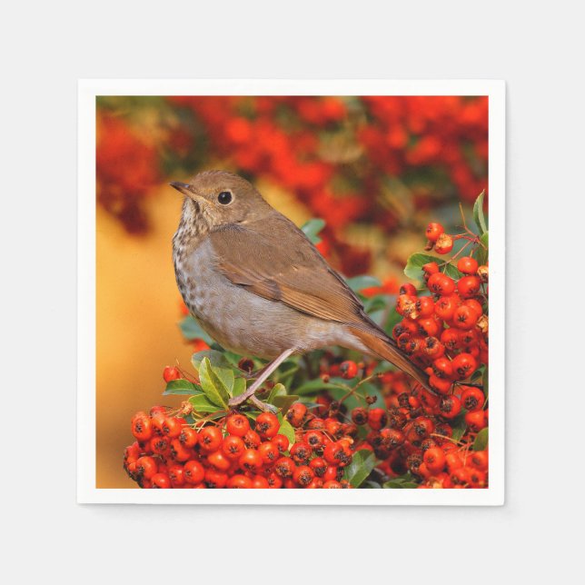 Hermit Thrush Songbird on the Scarlet Firethorn Napkin (Front)