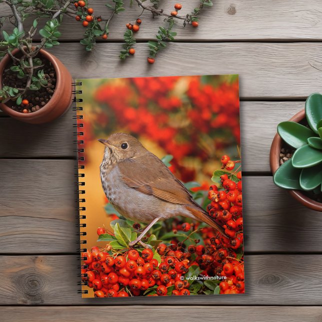 Hermit Thrush Songbird on the Scarlet Firethorn Notebook (Hermit Thrush on the Scarlet Firethorn Journal Cover Photo)