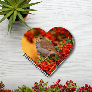Hermit Thrush Songbird on the Scarlet Firethorn Notebook