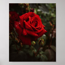 hermoso Póster de rosas rojas