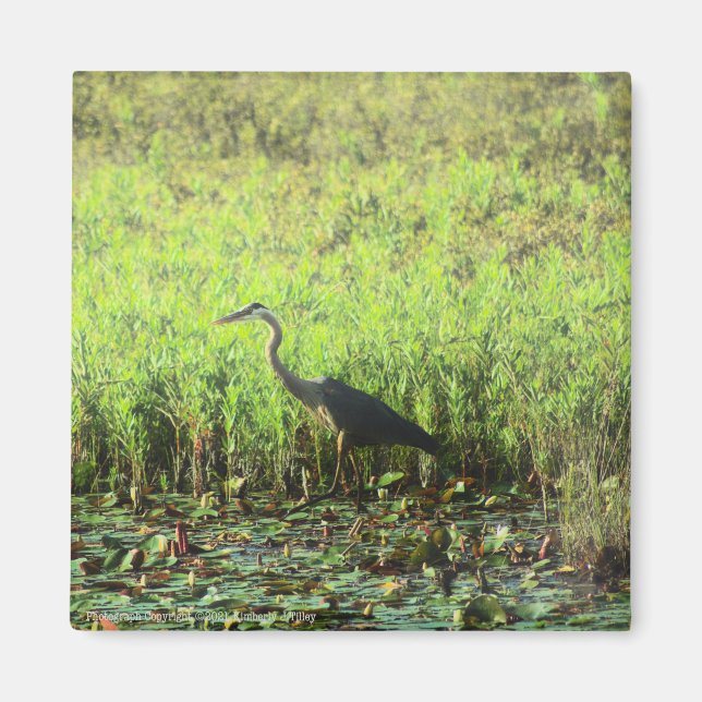 Heron 6449 magnet (Front)