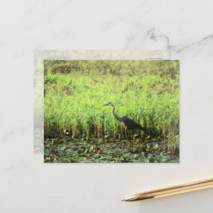 Heron 6449 postcard