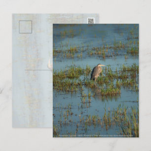 Heron 6937 postcard
