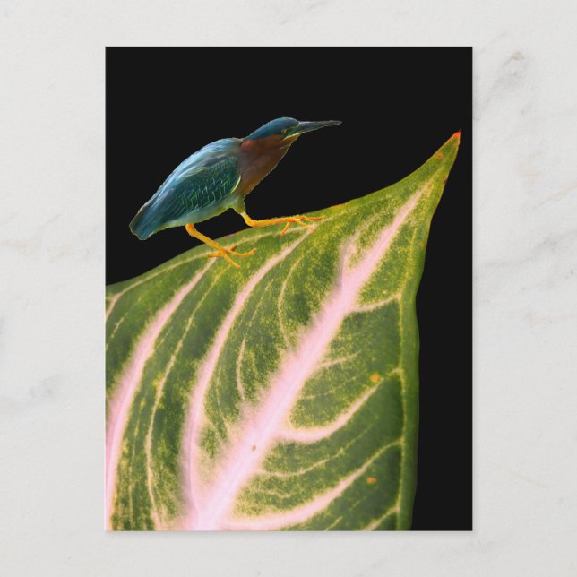 Heron and Leaf Print, Value Poster Paper (Matte) Holiday Postcard (Front)