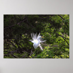 Heron Bird in Tree Poster