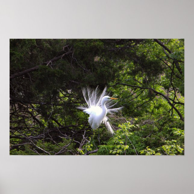 Heron Bird in Tree Poster (Front)