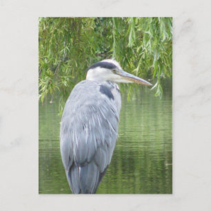 Heron close up Postcard