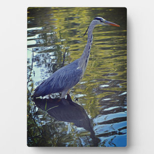 Heron Feeding in the Pond at RHS Wisley, UK Plaque