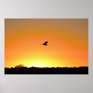Heron Flying at Sunset Photo Poster
