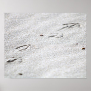 Heron Footprints in the Sand Colour 16x20  Poster