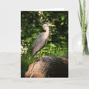 Heron • Greeting Card