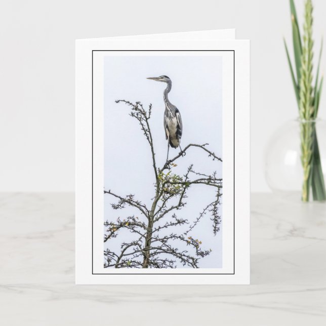 Heron greeting card (Front)