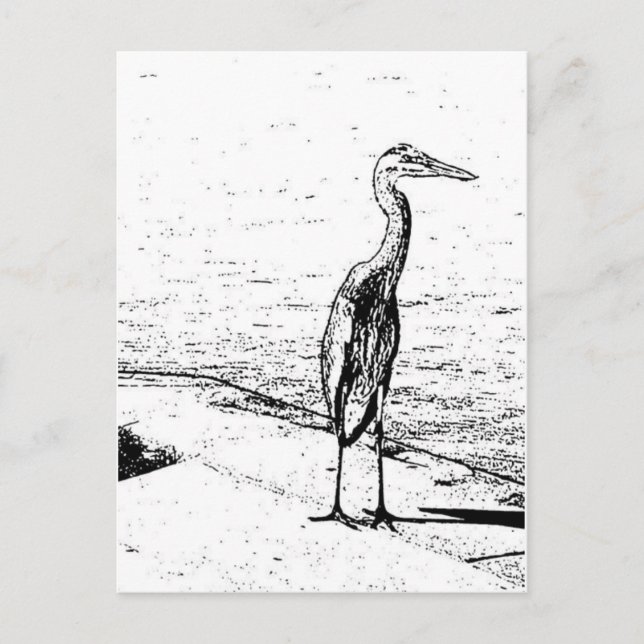 Heron In Ink Postcard (Front)