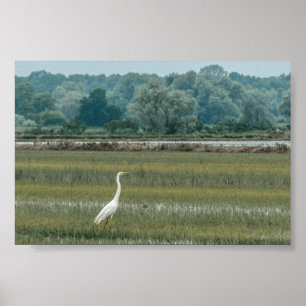 Heron in the grass Poster