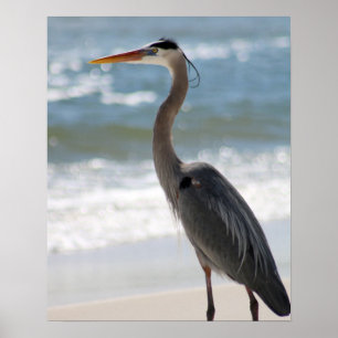 Heron on the Beach Profile Colour 16x20  Poster
