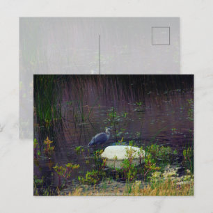 Heron P9687 Postcard