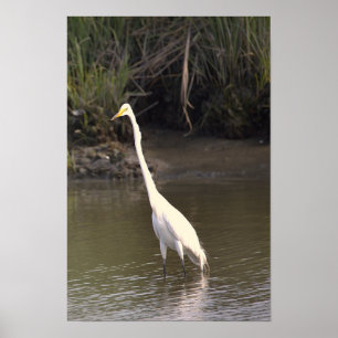 Heron Photo Poster