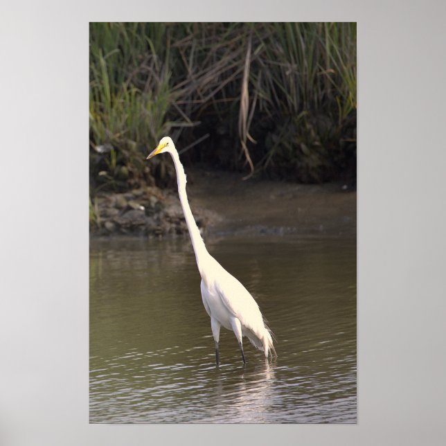 Heron Photo Poster (Front)