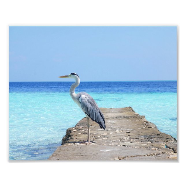 Heron Photo Print (Front)