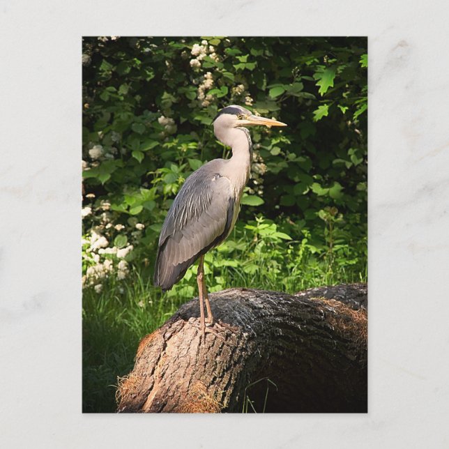 Heron Postcard (Front)