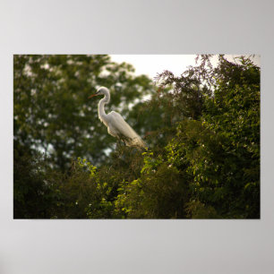 Heron Poster