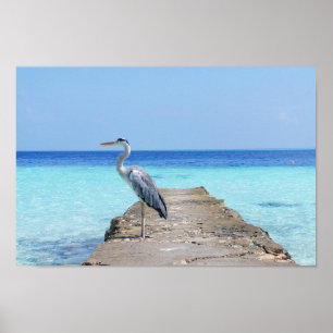 Heron Sea Bird Poster