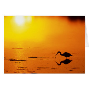Heron silhouette at sunset, Florida